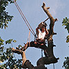 Thumbnail linking to section dismantle a diseased Horse Chestnut gallery