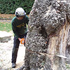 Section Fell Diseased Horse Chestnut for Kelton Nursery