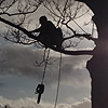 Thumbnail linking to highway trees gallery
