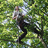 Thumbnail linking to Crown Reduce from property, Crown Lift and Thin of Sycamore gallery