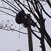Thumbnail linking to section dismantle of sycamore by a BT Junction Post gallery