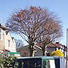 Crown Lift, Crown Thin and Reduce to Shape of 2 Beech