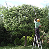 Mature Crab Apple - Reduce to Shape